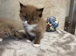 Nellie - Ragdoll Cat For Sale - Freeburg&comma; PA&comma; US