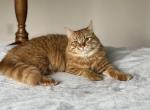 Irma - Siberian Cat For Sale - Melbourne&comma; FL&comma; US