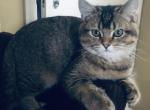 Drake - British Shorthair Cat For Sale - WI&comma; US