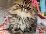 Ellie - Persian Cat For Sale - Fort Worth&comma; TX&comma; US