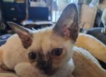Bella - Devon Rex Cat For Sale - Stanford&comma; MT&comma; US