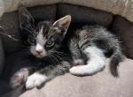 Princess - American Shorthair Cat For Sale - Columbus&comma; GA&comma; US