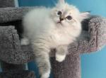 Verrass - Siberian Cat For Sale - North Port&comma; FL&comma; US