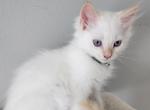Turbo - Ragdoll Cat For Sale - Attica&comma; MI&comma; US