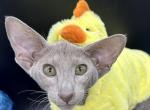 Lilac Oriental Shorthair Boy OSH - Oriental Cat For Sale - NJ&comma; US
