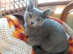 Sylvie and Jade litter - Russian Blue Cat For Sale - Hallsville&comma; MO&comma; US