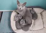 Misty and Jasper Litter - Russian Blue Cat For Sale - Hallsville&comma; MO&comma; US