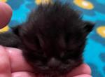 Helena - Siberian Cat For Sale - Clintwood&comma; VA&comma; US