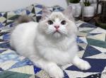 Kif - Ragdoll Cat For Sale - Tuscaloosa&comma; AL&comma; US