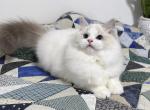 Cubert - Ragdoll Cat For Sale - Tuscaloosa&comma; AL&comma; US