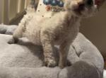 Chimera - Devon Rex Cat For Sale - Rancho Cucamonga&comma; CA&comma; US
