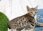 Savannah Boy - Savannah Cat For Sale - Lakeland&comma; FL&comma; US
