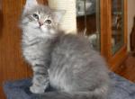 Moana - Siberian Cat For Sale - Somerset&comma; NJ&comma; US