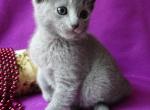 Blue girl - Russian Blue Cat For Sale - Bridgewater&comma; NJ&comma; US