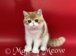 Semyen - Exotic Cat For Sale - Yucca Valley&comma; CA&comma; US