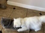 Jasmine - Persian Cat For Sale - Fort Worth&comma; TX&comma; US