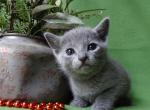 Blue boy - Russian Blue Cat For Sale - Bridgewater&comma; NJ&comma; US