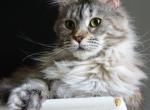 VEKA Polydactyl girl - Maine Coon Cat For Sale - Bridgewater&comma; NJ&comma; US