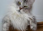 Holy - Maine Coon Cat For Sale - Bridgewater&comma; NJ&comma; US