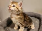 Milo - Siberian Cat For Sale - Chelsea&comma; MA&comma; US