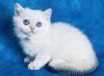 Korra - British Shorthair Cat For Sale - Sunnyvale&comma; CA&comma; US