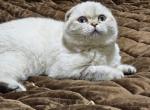Xandra 1 - Scottish Fold Cat For Sale - Chicago&comma; IL&comma; US