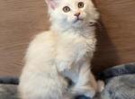 Gabriel - Maine Coon Cat For Sale - Staten Island&comma; NY&comma; US