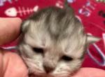 Hedwig - Siberian Cat For Sale - Clintwood&comma; VA&comma; US