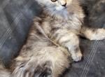 Gabriella - Maine Coon Cat For Sale - Staten Island&comma; NY&comma; US