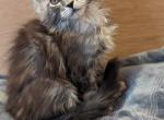 Giorgio - Maine Coon Cat For Sale - Staten Island&comma; NY&comma; US