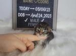 Toad - Maine Coon Cat For Sale - Braham&comma; MN&comma; US