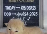 Mario - Maine Coon Cat For Sale - Braham&comma; MN&comma; US