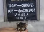 Leonard - Maine Coon Cat For Sale - Braham&comma; MN&comma; US