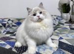 Morrison - Ragdoll Cat For Sale - Tuscaloosa&comma; AL&comma; US