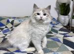 Lily - Ragdoll Cat For Sale - Tuscaloosa&comma; AL&comma; US