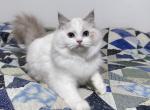Leela - Ragdoll Cat For Sale - Tuscaloosa&comma; AL&comma; US