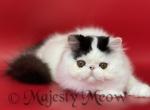 Moka - Persian Cat For Sale - Yucca Valley&comma; CA&comma; US