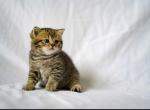 Tiger - British Shorthair Cat For Sale - Philadelphia&comma; PA&comma; US