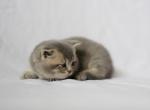Cloud - British Shorthair Cat For Sale - Philadelphia&comma; PA&comma; US