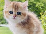 Tasha - British Shorthair Cat For Sale - Woodruff&comma; SC&comma; US