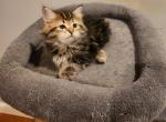 Leo - Siberian Cat For Sale - Chelsea&comma; MA&comma; US