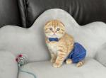 Orange boy - Scottish Fold Cat For Sale - Kent&comma; WA&comma; US