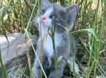 Milkshake - Maine Coon Cat For Sale - Columbus&comma; GA&comma; US