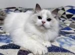LaBarbara - Ragdoll Cat For Sale - Tuscaloosa&comma; AL&comma; US