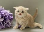Buster - Scottish Straight Cat For Sale - North Richland Hills&comma; TX&comma; US