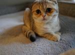 Bonias - Scottish Fold Cat For Sale - San Mateo&comma; CA&comma; US