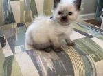 Male seal point - Ragdoll Cat For Sale - Butler&comma; PA&comma; US