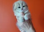 Monica - Scottish Fold Cat For Sale - Levittown&comma; PA&comma; US