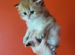 Molly - Scottish Fold Cat For Sale - Levittown&comma; PA&comma; US
