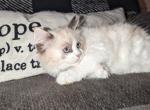 Seal tortie bicolor female - Ragdoll Cat For Sale - Minerva&comma; OH&comma; US